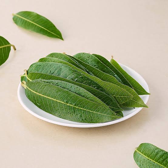 Mango Leaf